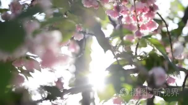 樱花树盛开的花朵粉红色的特写视频
