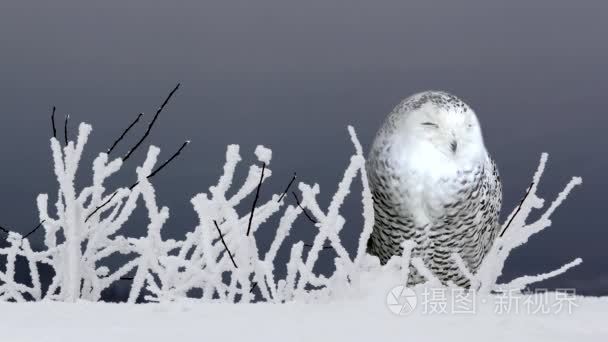 沉睡的极地猫头鹰在雪地里视频