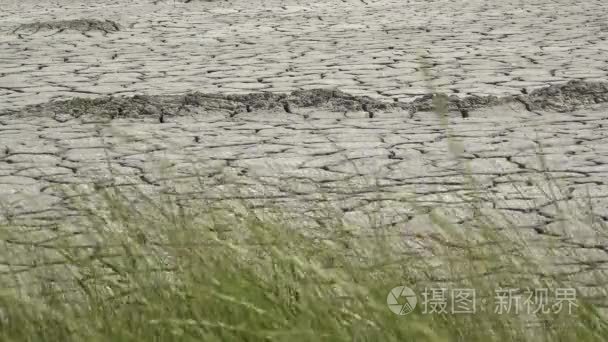 绿草生长在干旱的土壤上  希望理念