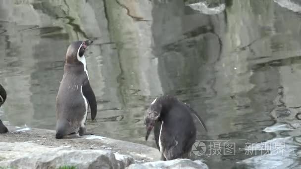 企鹅靠近水的地方视频