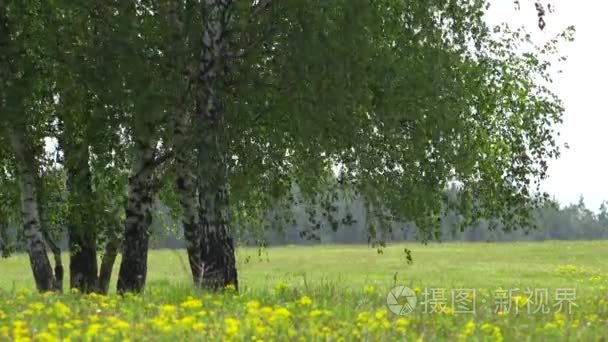 绿树成荫, 花场开花, 美丽的春天风景