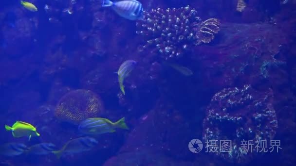 海水水族馆海洋热带鱼