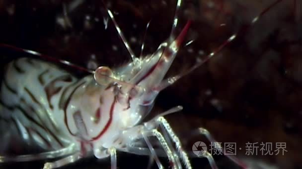 玻璃虾特写掩盖在海底寻找食物视频