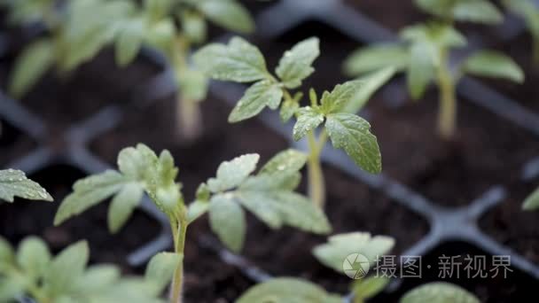 种植番茄幼苗视频