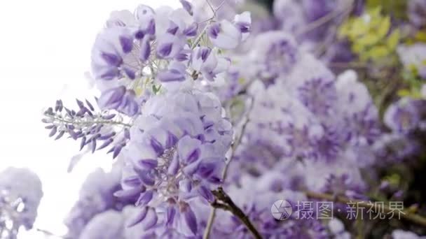 春天盛开的紫罗兰紫藤树视频