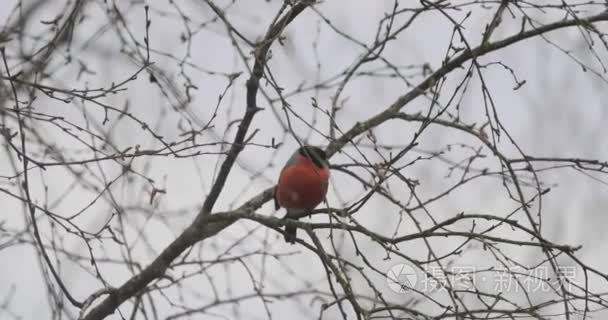 bullfinch 鸟在山灰的树枝上过冬。视频4k