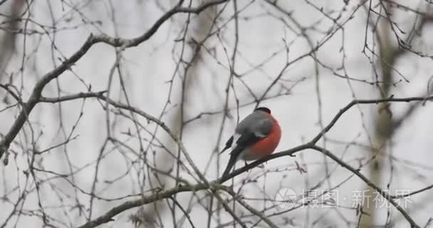 bullfinch 鸟在山灰的树枝上过冬。视频4k