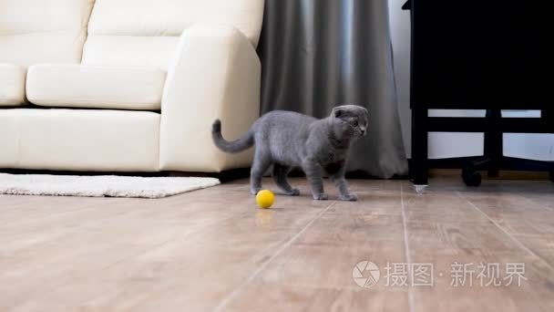 苏格兰折叠小猫在房子里玩耍视频