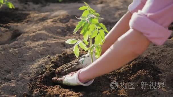 农民手锄番茄幼苗周围的土壤视频