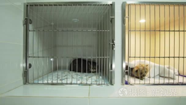 狗和猫在笼子里在手术以后视频