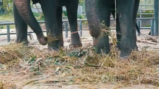 链象吃草用树干链子在地面视频