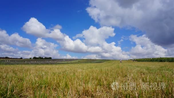 田野草天风景视频