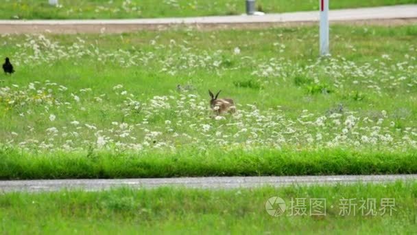 杜塞尔多夫机场跑道附近的野兔视频