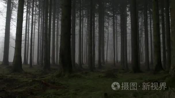阴森恐怖的森林视频