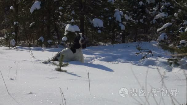 黑白相间的猎犬在雪地上跳跃视频