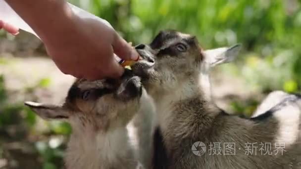 农夫用一瓶牛奶喂养两只小山羊视频