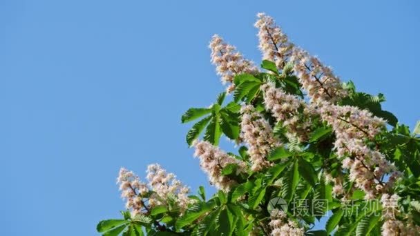 在阳光明媚的日子里, 一棵盛开的板栗树的王冠上有鲜花和绿叶。在 10bit 422