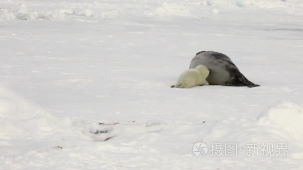 俄罗斯冰白海母亲附近的新生儿海豹