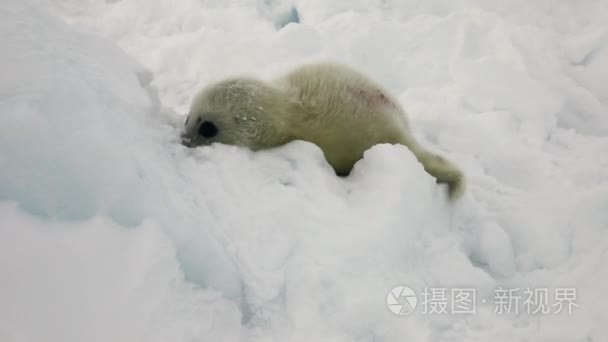 俄罗斯冰白海新生海豹