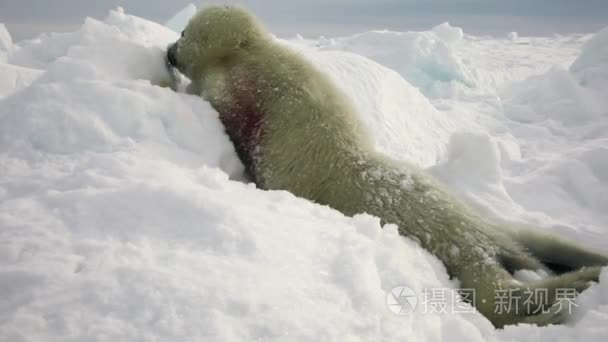 俄罗斯白雪公主的新生海豹视频