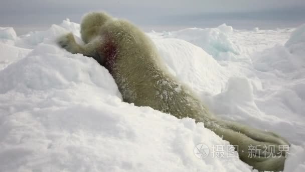 俄罗斯白雪公主的新生海豹视频