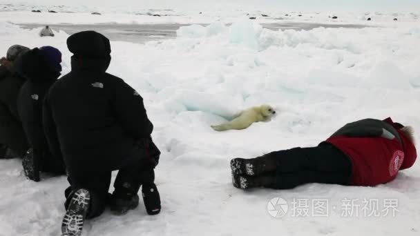 俄罗斯冰白海新生海豹