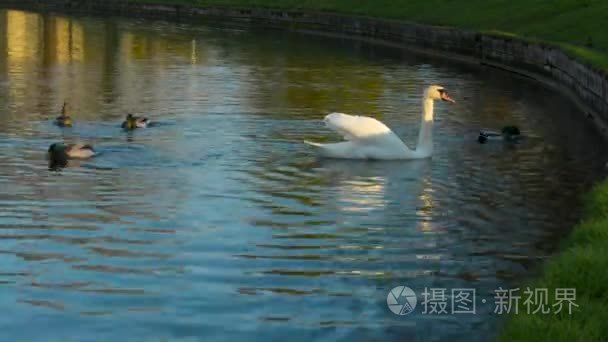 天鹅享受充满活力的夏日日落和晚餐