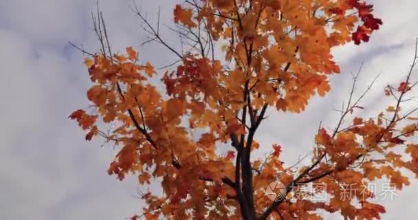 明亮的黄色秋天枫树在天空背景