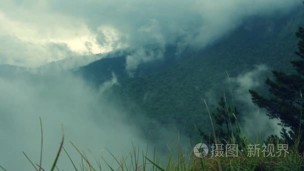 低卧雾裹郁郁葱葱的绿色森林视频