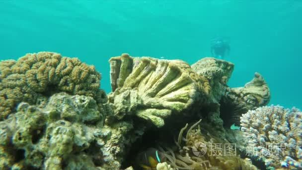 潜水员游泳到珊瑚礁视频