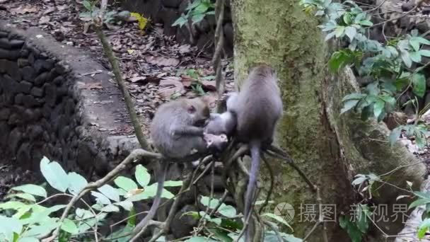 猴宝宝与成年动物在巴厘岛视频