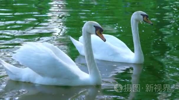 一双白天鹅在水中游泳, 池塘上的天鹅, 慢动作