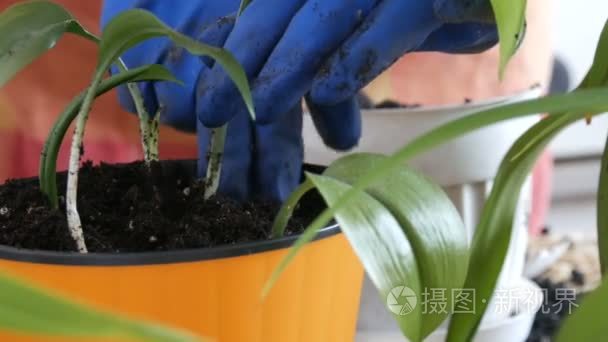 妇女把室内百合花移植到新的多色花盆里。