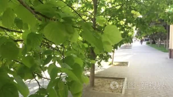 绿树在城市小径上。风把绿叶放在树枝上  人们去了。城市概念生活方式