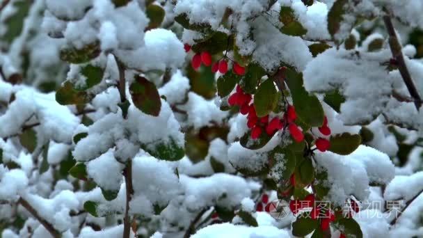 秋天冬天西伯利亚雪