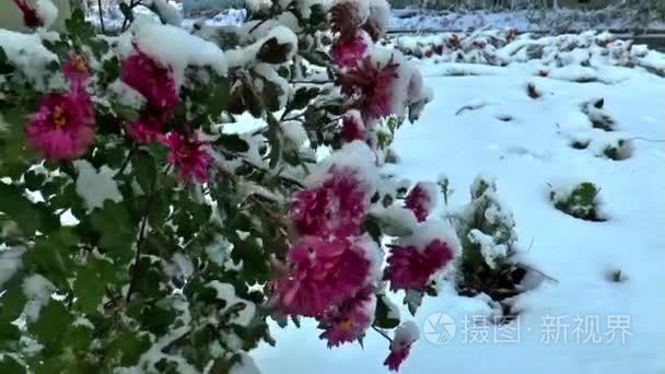 菊花下雪花视频