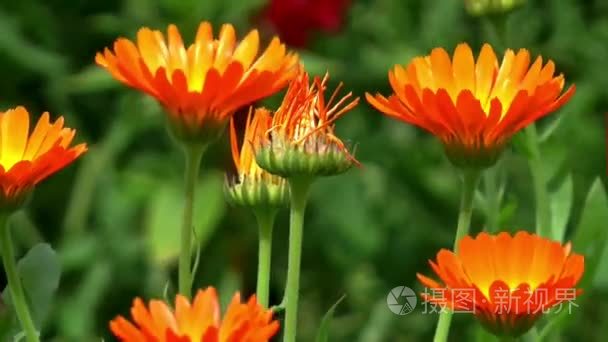 鲜花金盏花植物夏季视频