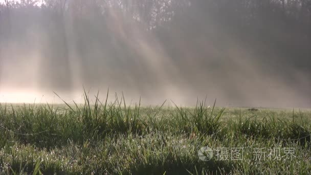 雾露珠薄雾清晨自然视频