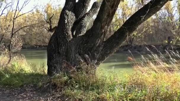 春秋树自然视频