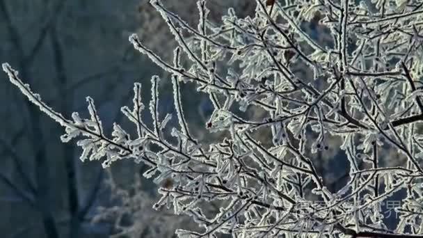 冬雪树自然景观视频