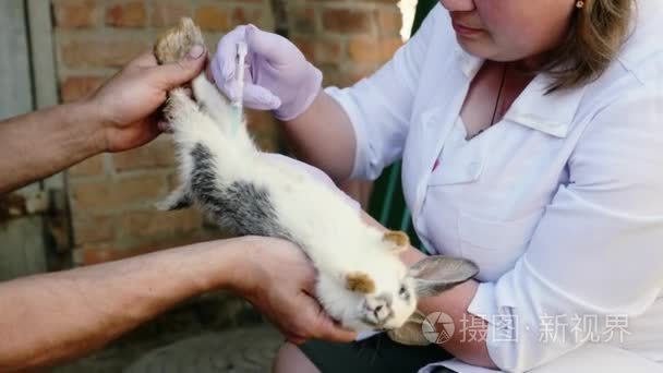一位女兽医正在农村给兔子接种疫苗.短视频