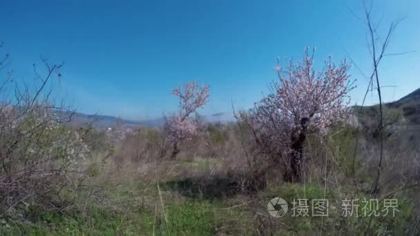 在山谷中盛开的杏仁树上的雾气视频