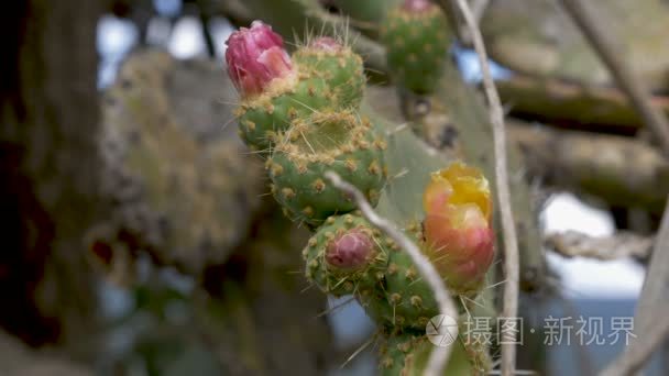 虫梨仙人掌花与昆虫特写视频