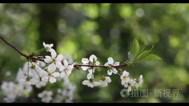 在春天樱花绽放视频