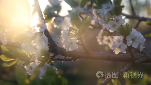 梅花树上盛开着白花视频