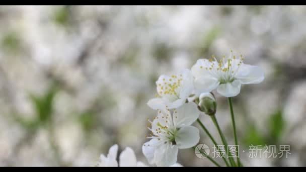 在春天樱花绽放视频