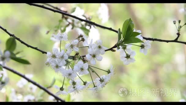 在春天樱花绽放视频