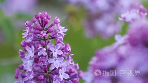 特写美丽的淡紫色花朵