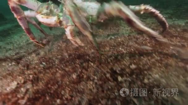 大王蟹在巴伦支海寻找食物视频