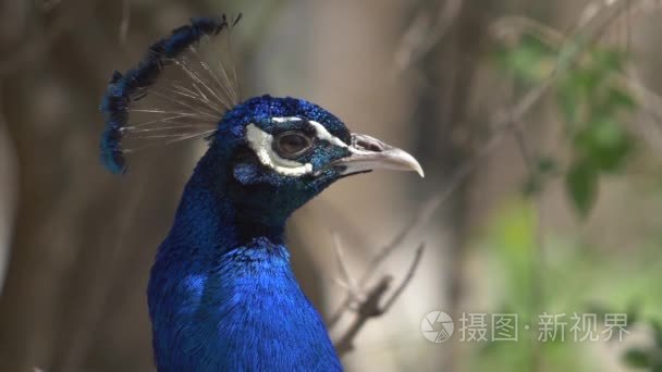 鸟的蓝色孔雀外形的公鸡的头视频